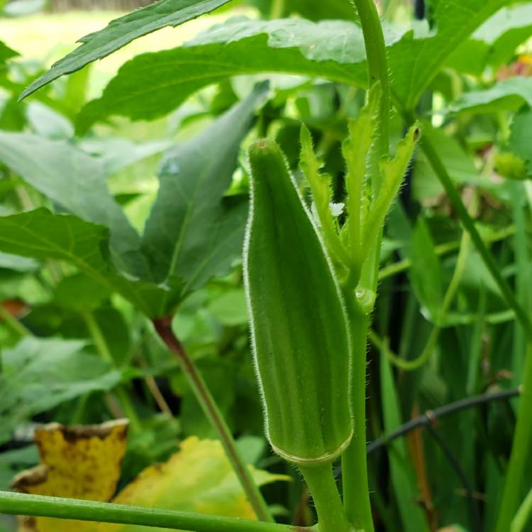 Plant image Abelmoschus esculentus 'Clemson Spineless'