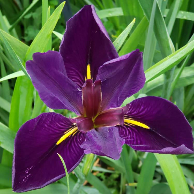 Plant image Iris