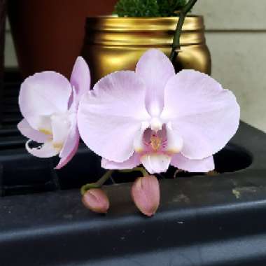 Orchid