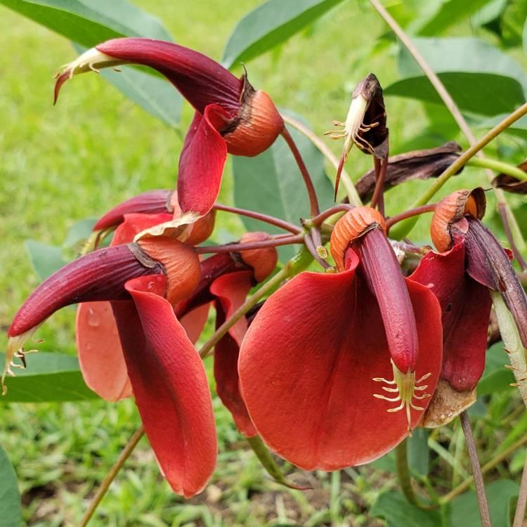 Plant image Erythrina crista-galli