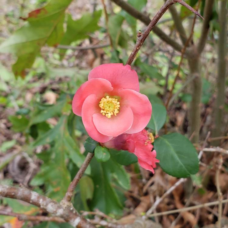 Plant image Chaenomeles