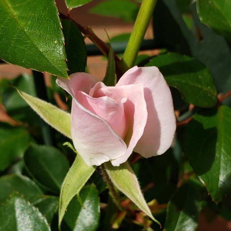 Plant image Rosa 'Flower Carpet White'