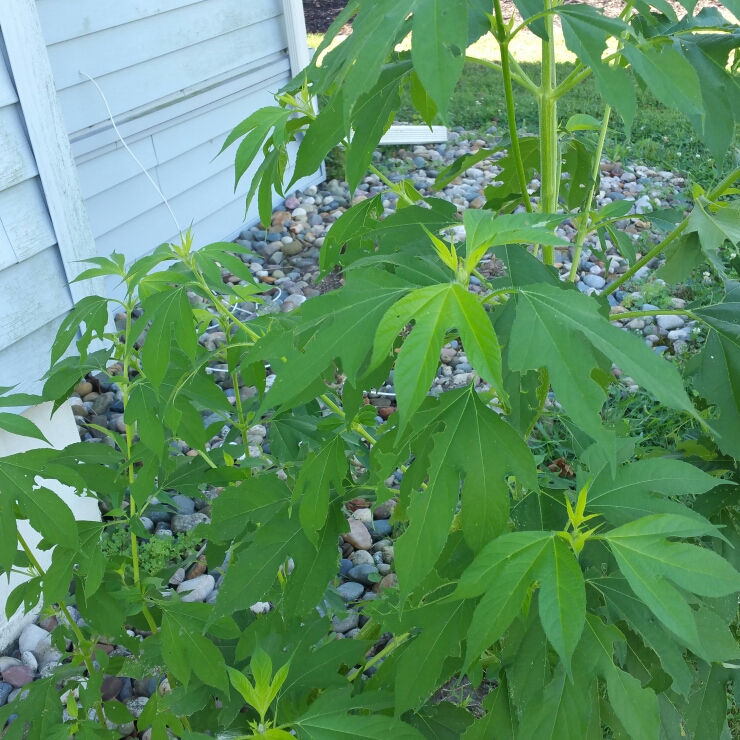 Plant image Heracleum mantegazzianum