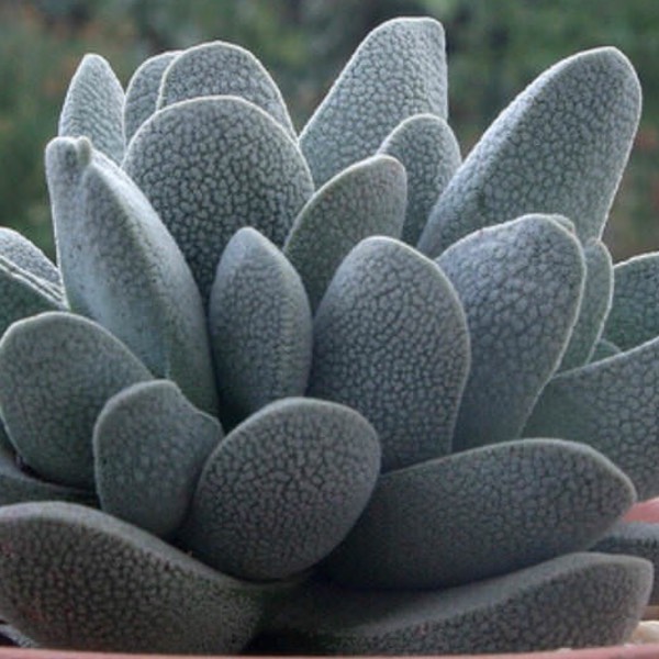 Plant image Crassula tecta syn. Crassula decipiens