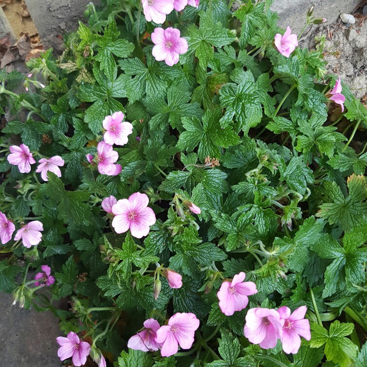 Plant image Geranium x riversleaianum 'Mavis Simpson'