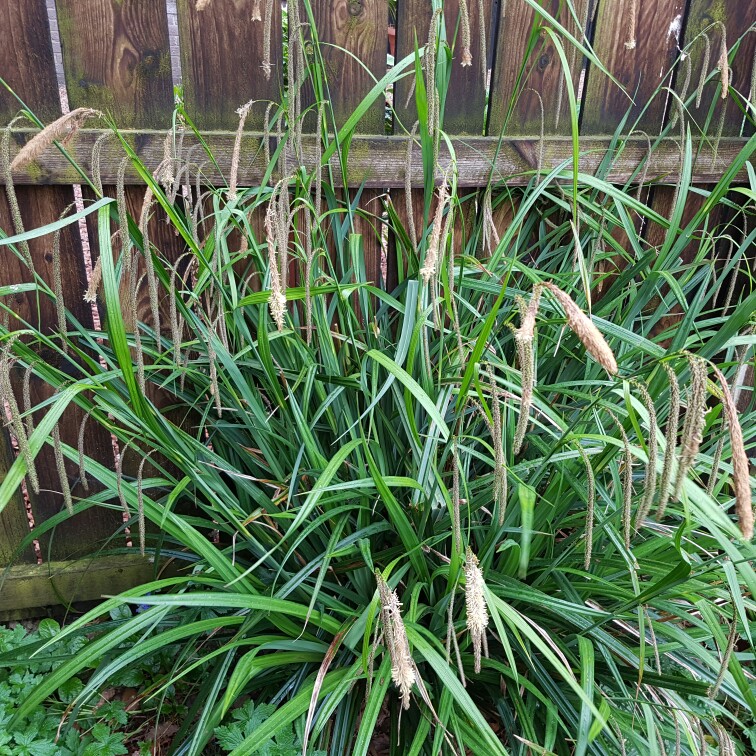 Plant image Carex Pendula