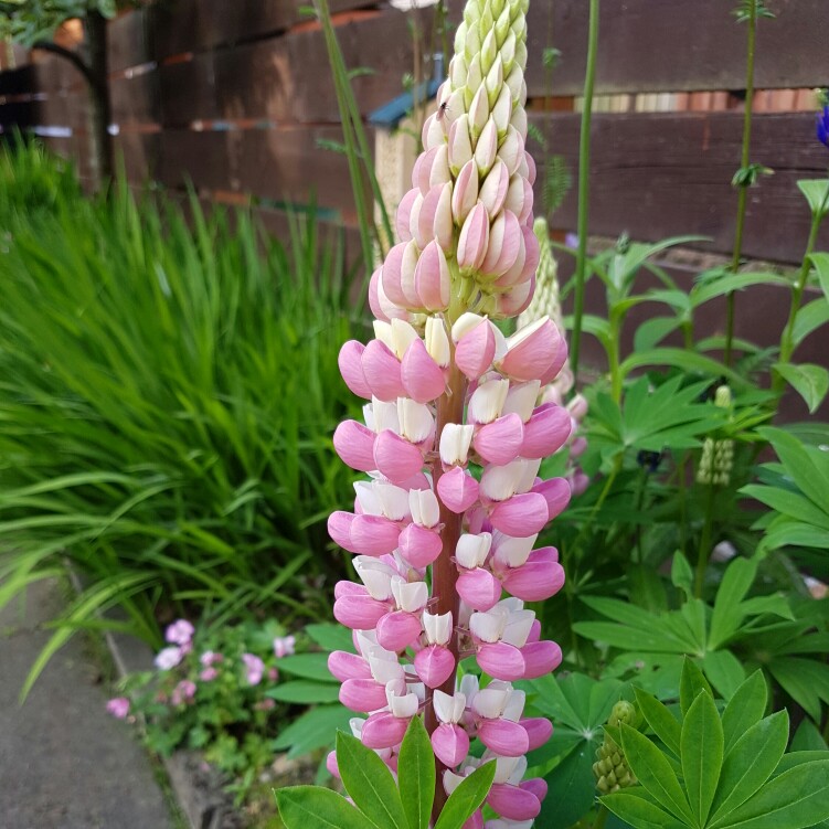 Plant image Lupinus 'Rachel De Thame'