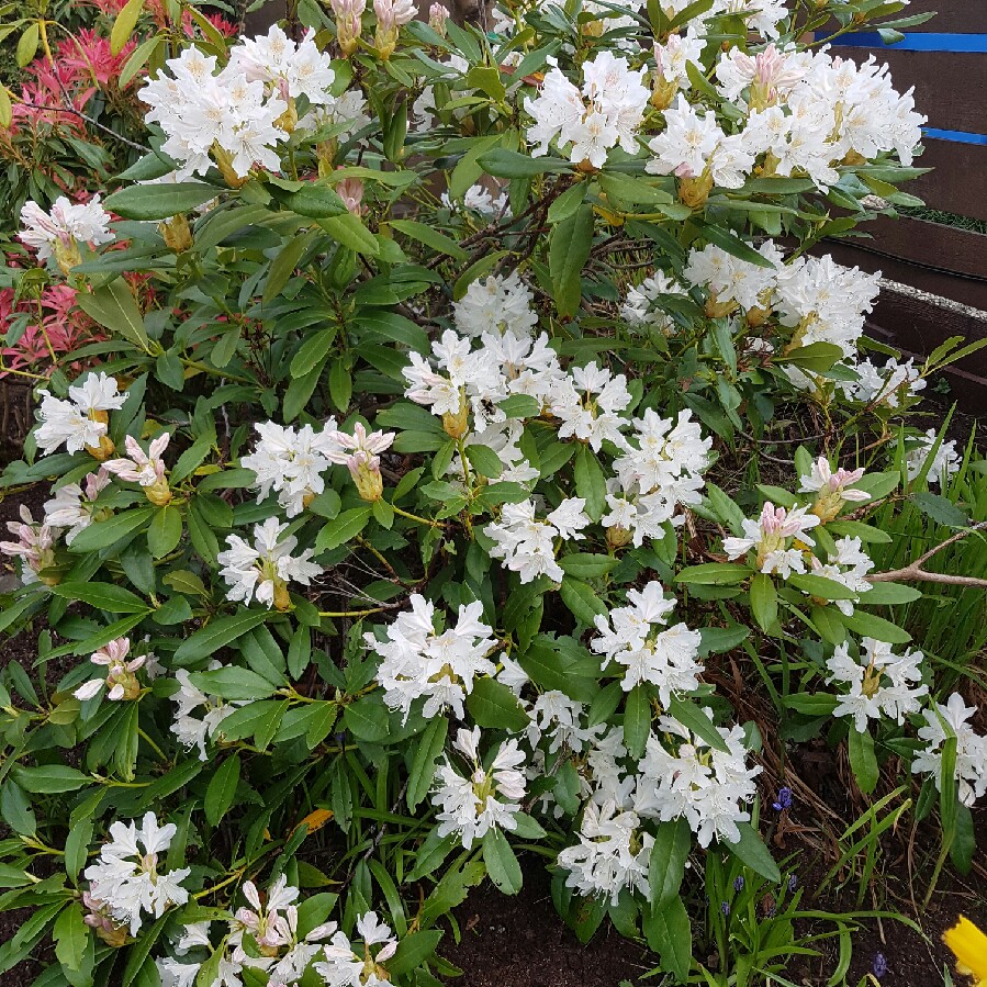 Plant image Rhododendron 'Dairy Maid'