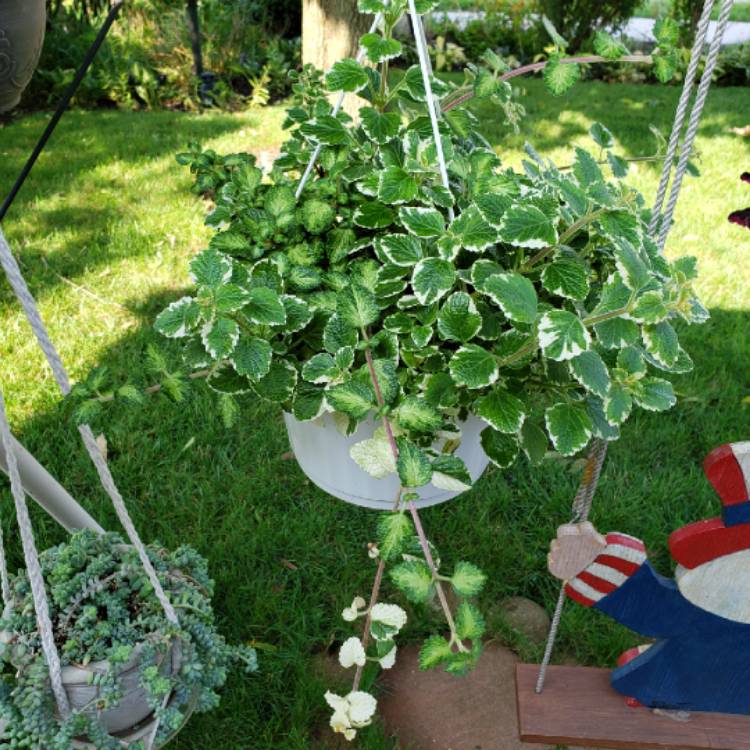 Plant image Plectranthus forsteri 'Marginatus' syn. Plectranthus coleoides 'Marginatus', Plectranthus glabratus 'Marginatus'