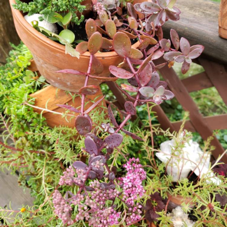 Plant image Sedum Sunsparkler 'Plum Dazzled'