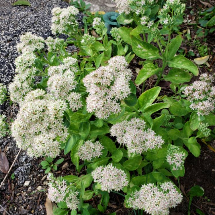 Plant image Sedum 'Frosty Morn'