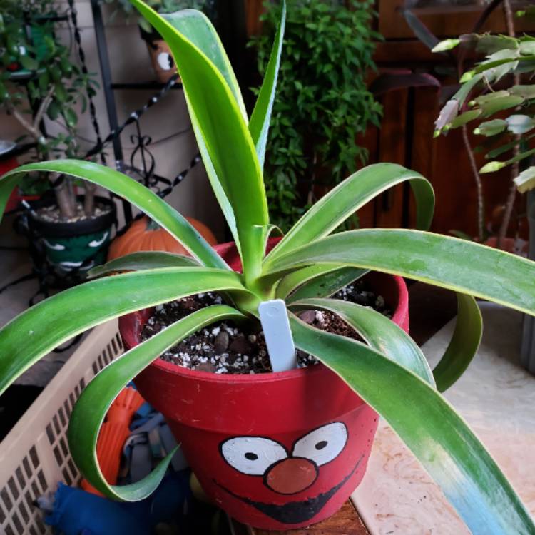 Plant image Agave guiengola 'Creme Brule'