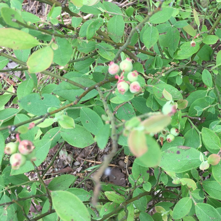 Plant image Vaccinium membranaceum syn. Vaccinium myrtilloides