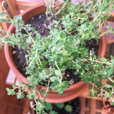 Orange Thyme