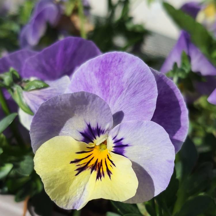 Plant image Viola cornuta 'Sorbet Pink Wing'