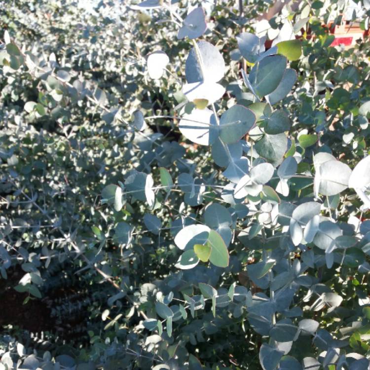 Plant image Eucalyptus cinerea subsp. cinerea