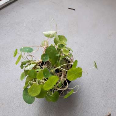 Tropaeolum majus