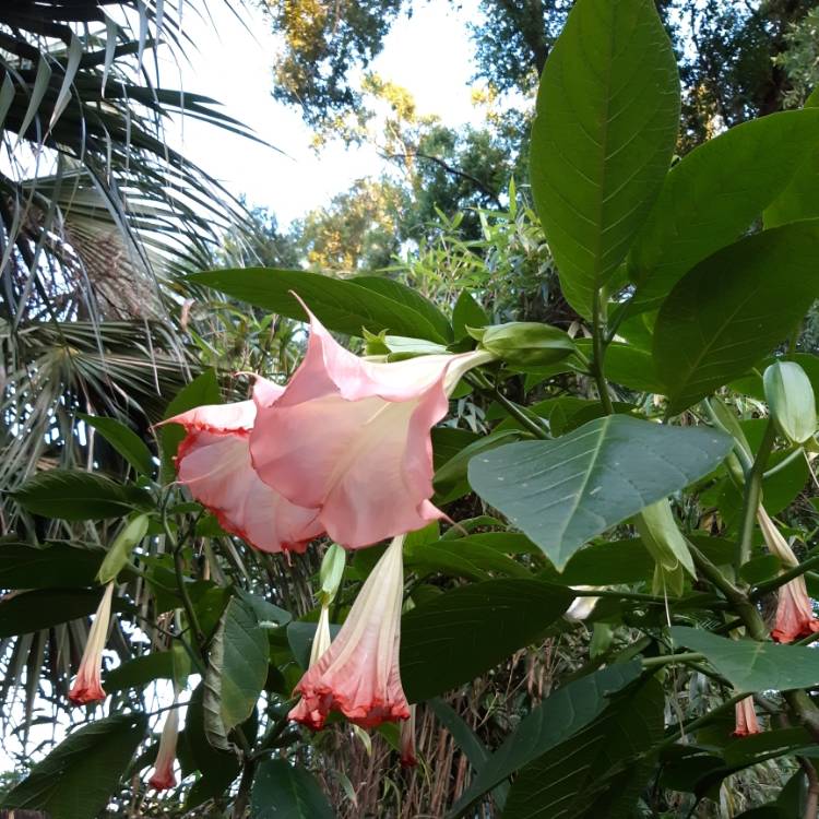 Plant image Brugmansia sanguinea