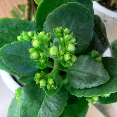 Kalanchoe 'Blossfeldiana'