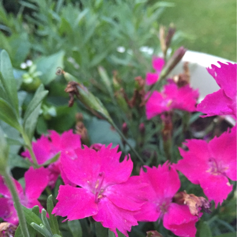 Plant image Dianthus 'Devon Xera 'Firestar'