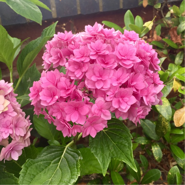 Plant image Hydrangea macrophylla 'Forever & Ever Together'