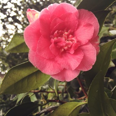 Camellia