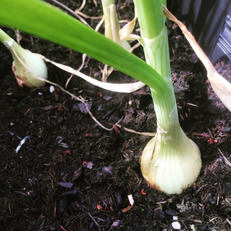 Plant image Allium cepa (Cepa Group) 'Radar'