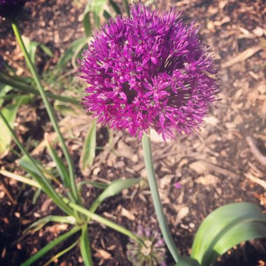 Allium sphaerocephalon