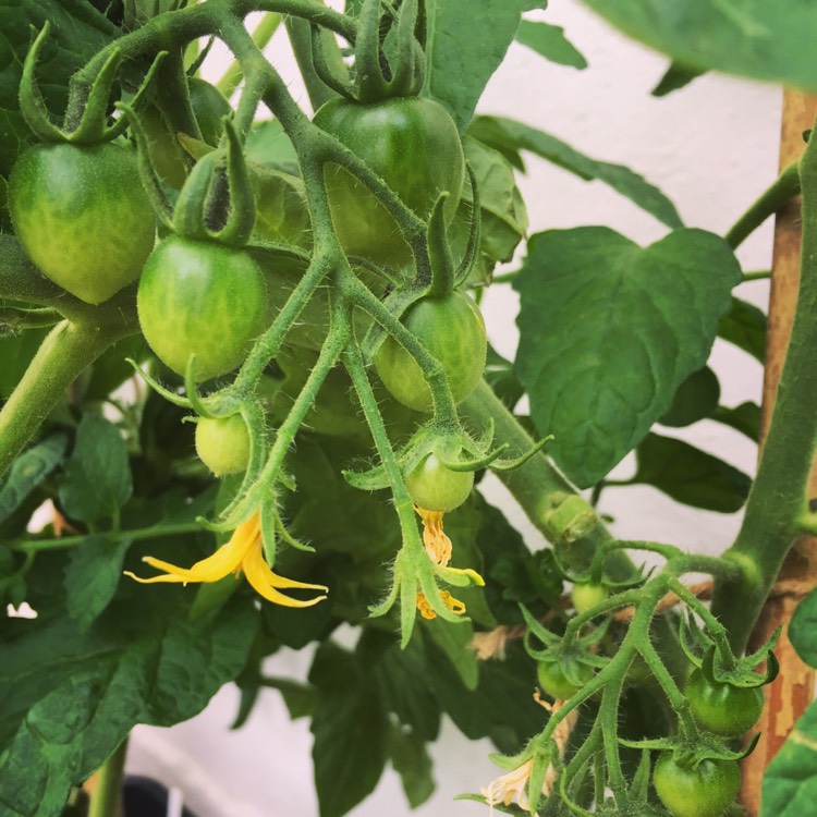 Plant image Solanum Lycopersicum var. cerasiforme 'Red Alert' F1