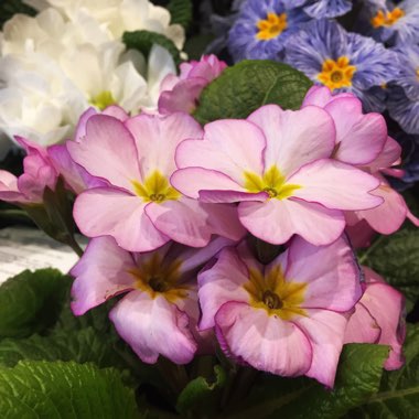 Primula denticulata