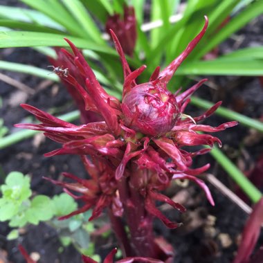 Paeonia lactiflora 'Shirley Temple'