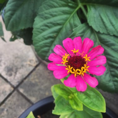 Zinnia elegans