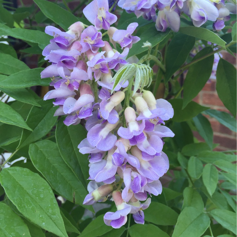 Plant image Wisteria floribunda 'Burford'