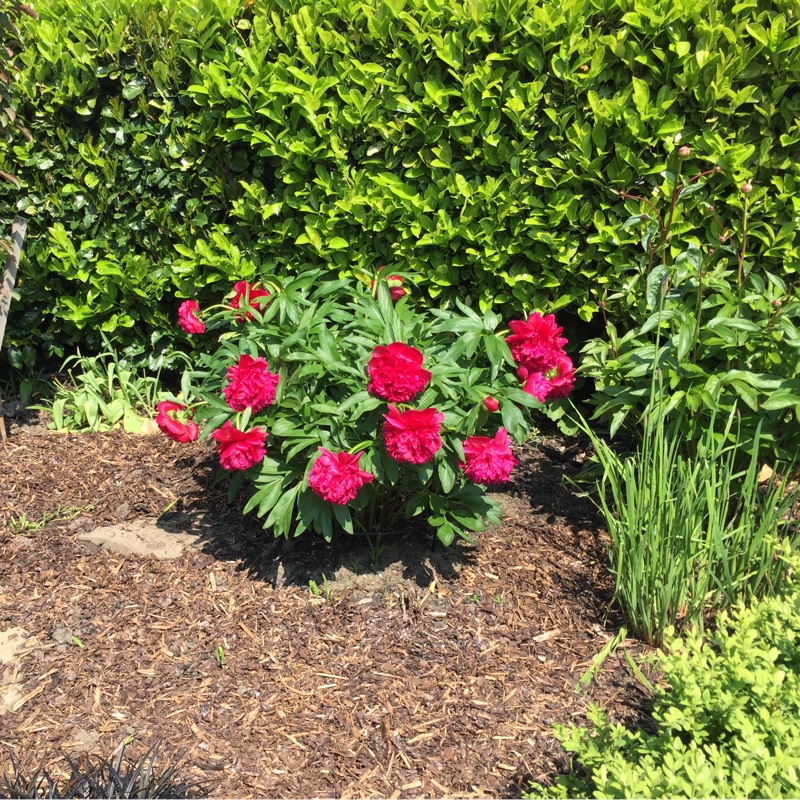 Peony 'Adolphe Rousseau' (Herbaceous)