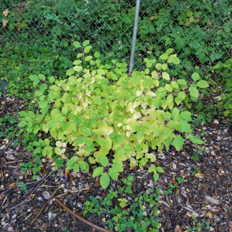 Plant image Cornus sanguinea 'Winter flame'