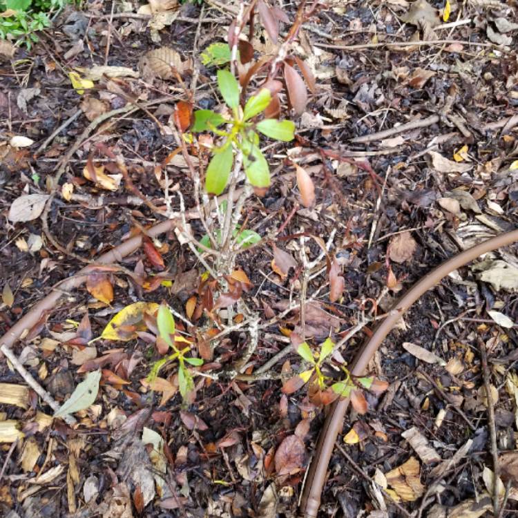 Plant image Kalmia latifolia