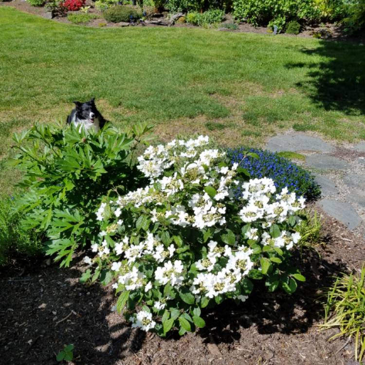 Plant image Viburnum plicatum f. tomentosum 'Nanum Semperflorens' syn. Viburnum plicatum f. tomentosum 'Watanabe'