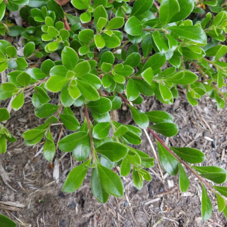 Plant image Arctostaphylos uva-ursi