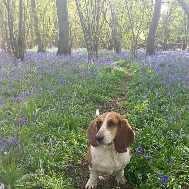 English Bluebell