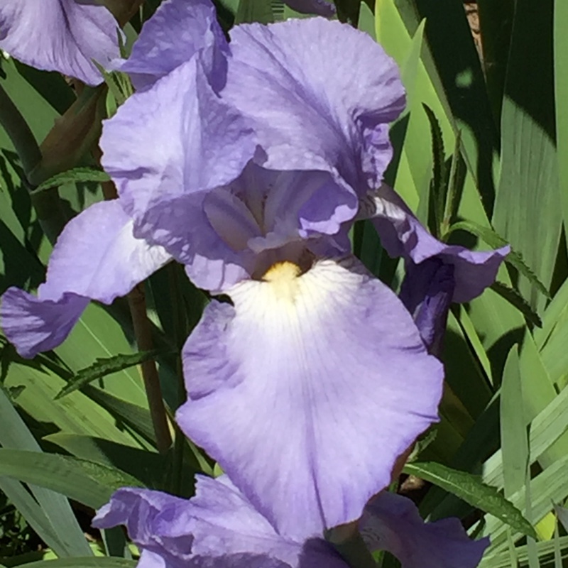 Plant image Iris x germanica 'Harriette Halloway'