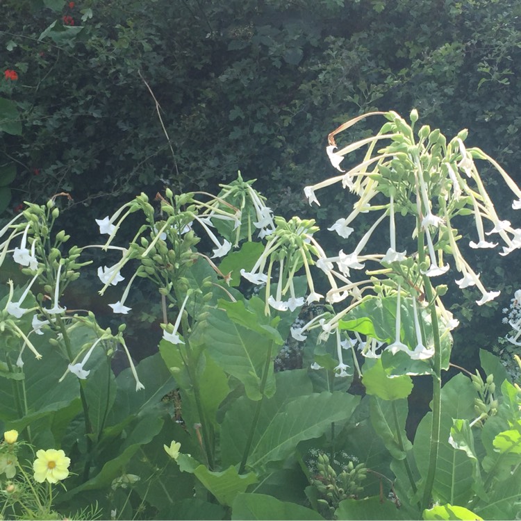 Plant image Nicotiana Sylvestris