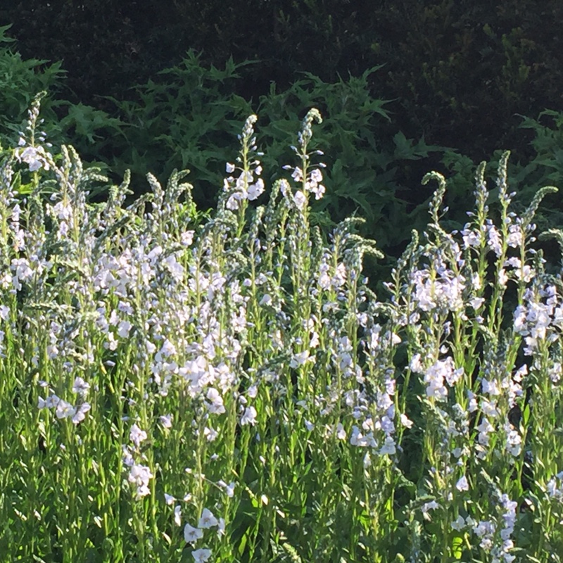 Plant image Veronica gentianoides