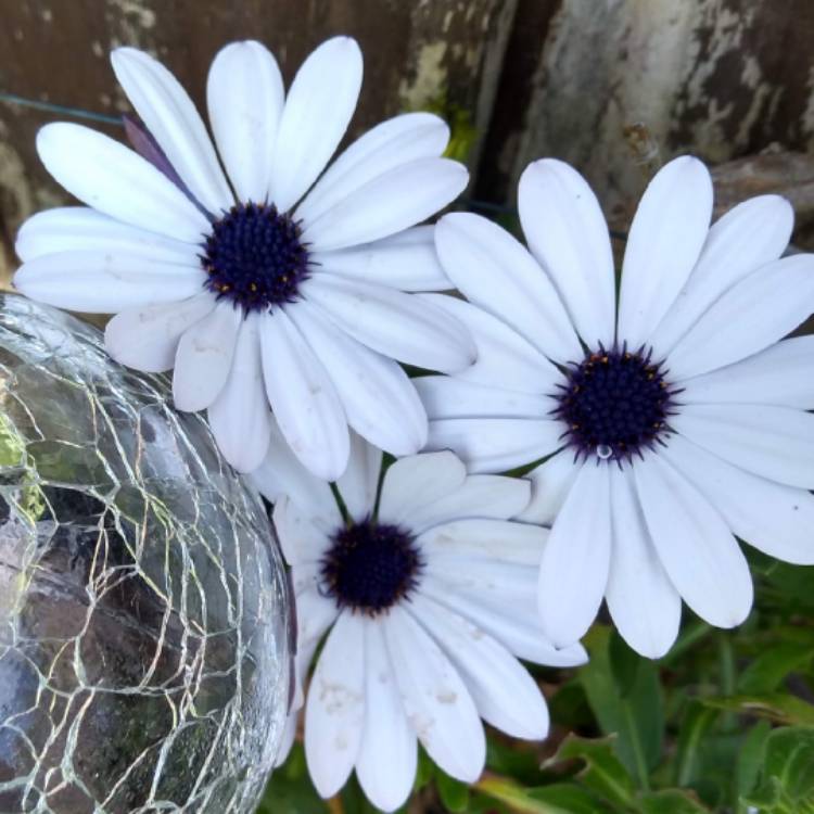 Plant image Osteospermum Margarita