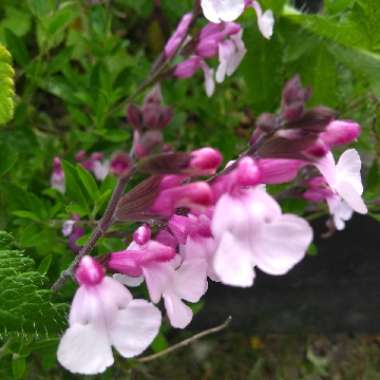 Salvia 'Dyson's Joy'