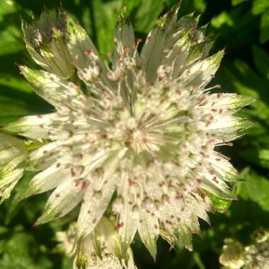 Astrantia major