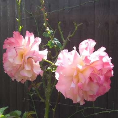 Rosa 'Rachel' syn. Rosa 'Tangust' ; Rosa 'Augusta Luise' ; Rosa 'Fox-Trot' ; Rosa 'Hayley Westenra'