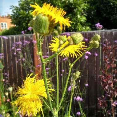 Pyrrhopappus carolinianus