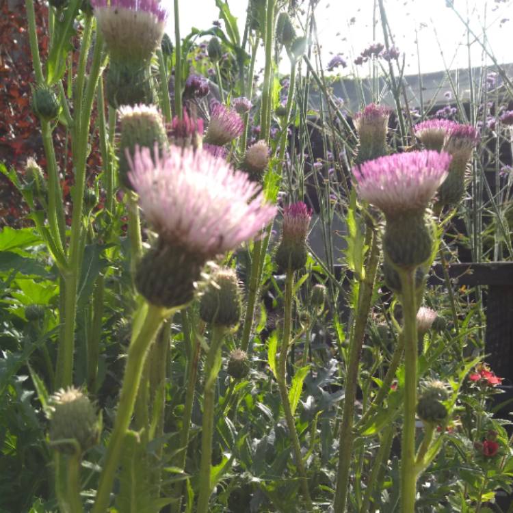 Plant image Cirsium heterophyllum 'Pink Blush'