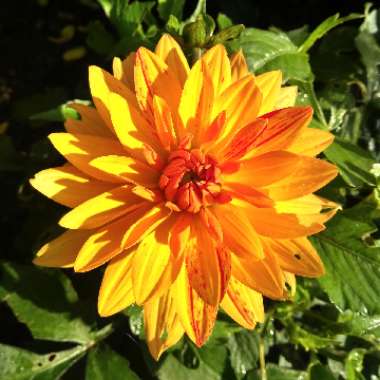 Dahlia 'Wonder Of Nature'