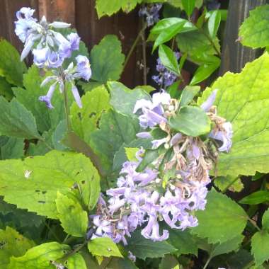 Clematis 'New Love'